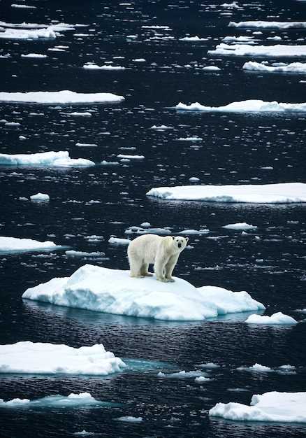 Арктические исследования и их значение для климатической науки