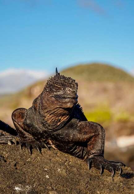 Где расположен остров Комодо и как до него добраться