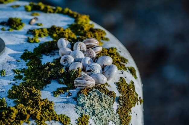 Океанические течения: Как они формируют климат и биомы континентов