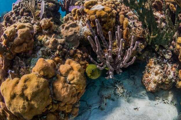 Какие угрозы угрожают коралловым рифам и как с ними бороться