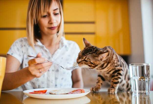 Оптимальные диеты и режим питания для чувствительных кошек