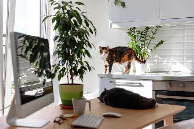 Правильное кормление: выбор и режим для здоровья кошки