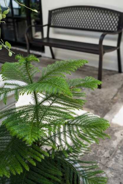 Идеи композиций с хвойными растениями для оформления участка