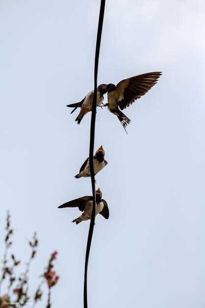 Как отличить ласточку от других птиц и как они выглядят