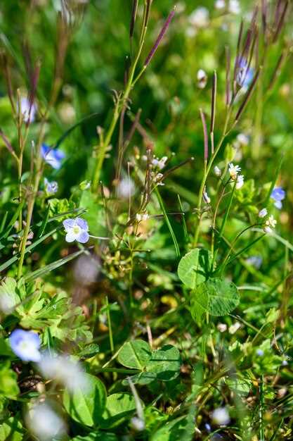 Как identificar medicinal plants in forests