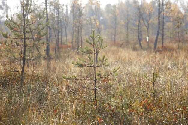 Флора и фауна дубрав: их значение для экосистемы