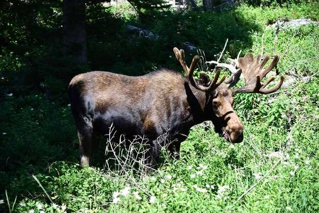 Интересные факты о лосях: что удивительного в их жизни?