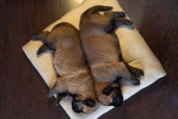 Советы по дрессировке и социализации щенков в домашних условиях