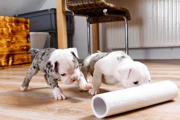 Как наладить взаимодействие щенка с другими животными и людьми