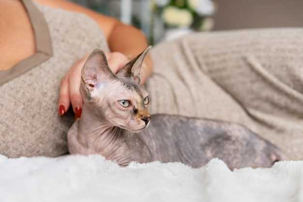 Как выбрать кошку для аллергика