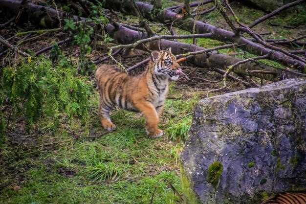 Эффективные программы по защите тигров и их среды обитания