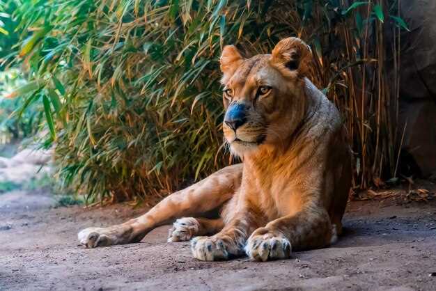 Роль львов в экосистеме саванны и их охота