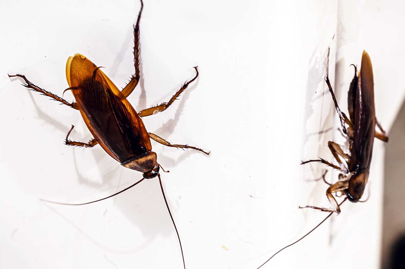 Где и как купить мадагаскарских тараканов для получения экзотических питомцев