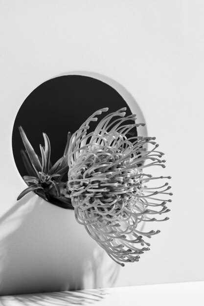 Техники создания выразительного контраста в макрофотографии