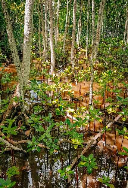 Экологические функции мангровых лесов: что они делают для нашей планеты
