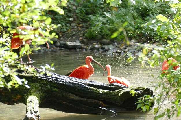 Мануэль-Антонио: Обзор тропиков Коста-Рики