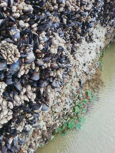 Куда и почему мигрируют киты: пути, причины и последствия