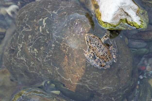 История морских черепах как древних морских существ