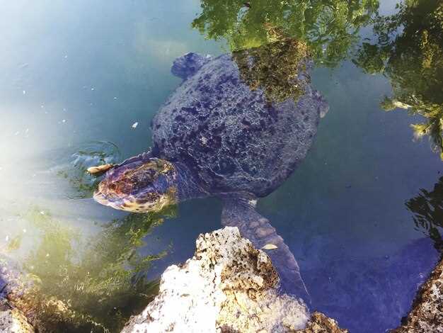 Морские черепахи: сохранение и защита