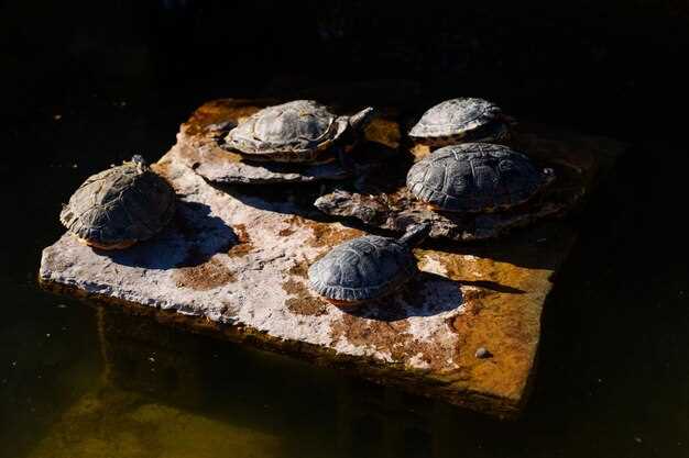 Культура и мифология: морские черепахи в человеческой жизни