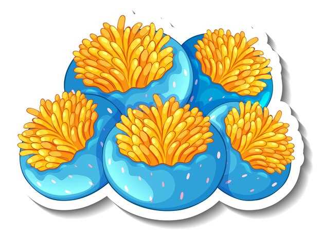 Строение и физиология морских ежей