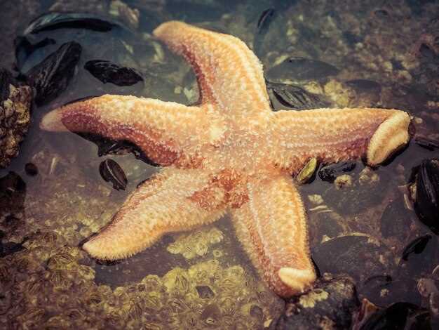 Разнообразие форм и жизни морских звезд на дне океана