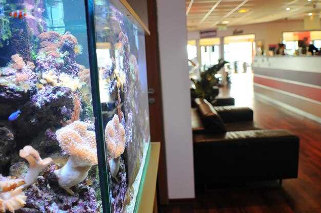 Животные для морского аквариума: критерии выбора и совместимость