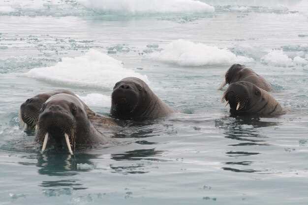 Где обитают моржи: арктические регионы и их экосистемы