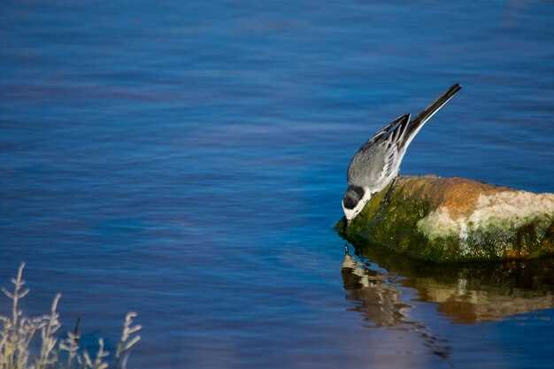 Тренды в орнитологии: новые направления и методики наблюдения