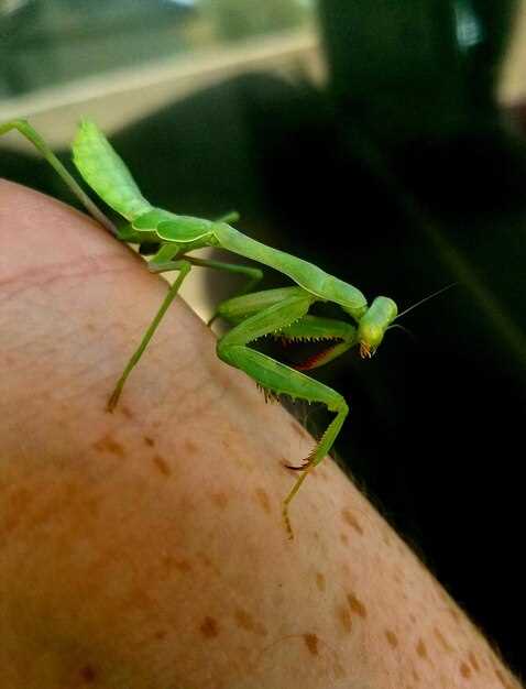 Уход и разведение палочников для начинающих