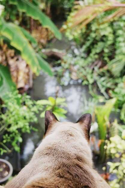 Выбор времени суток для съемки животных в дикой природе