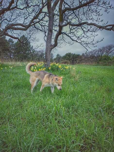 Техника приближения к объекту без тревожности для животных