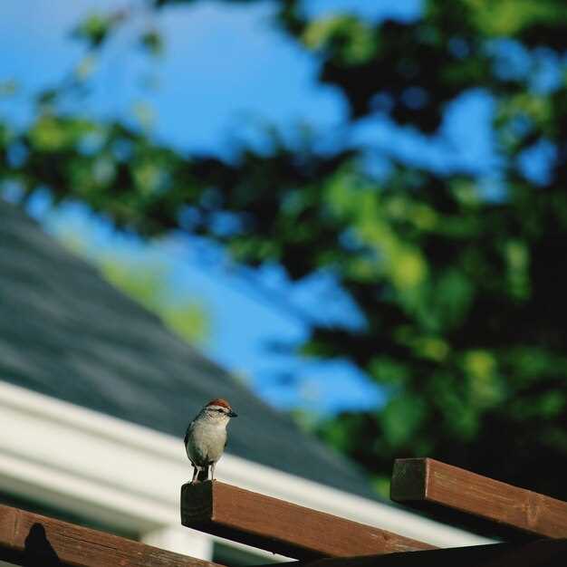 Как пение птиц помогает защищать территорию