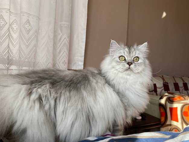 Персидские кошки: красота и уход