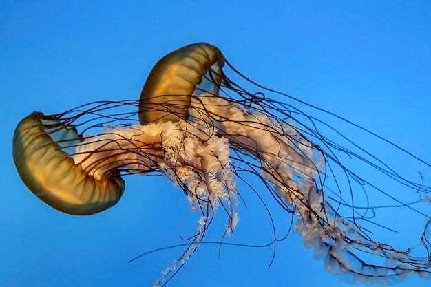 Роль планктона в климатических процессах и глобальных изменениях