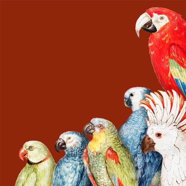 Сколько живут попугаи и как продлить их жизнь