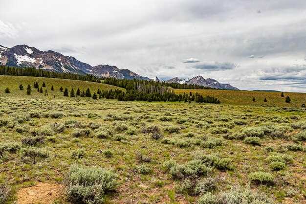 Флора и фауна прерий: ключевые виды и их адаптации