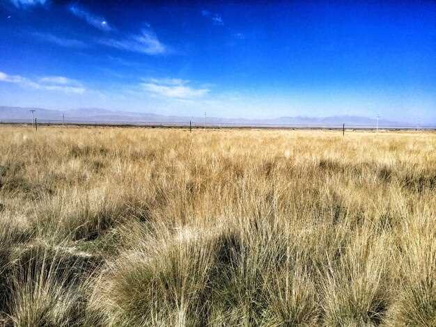 Туристические маршруты и активности на территории прерий