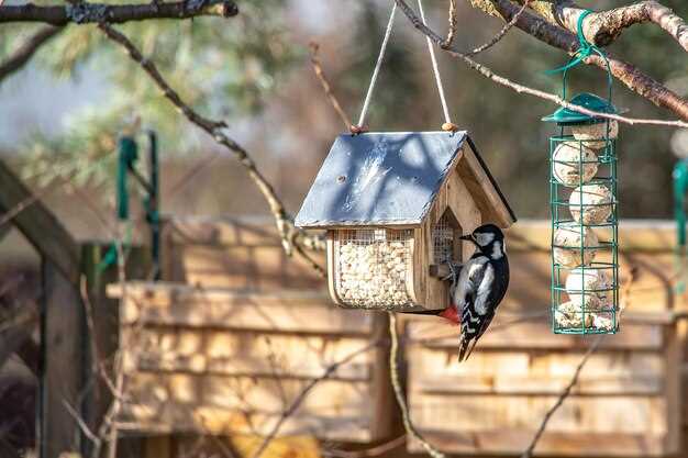 Чем и как кормить птиц зимой для их привлечения