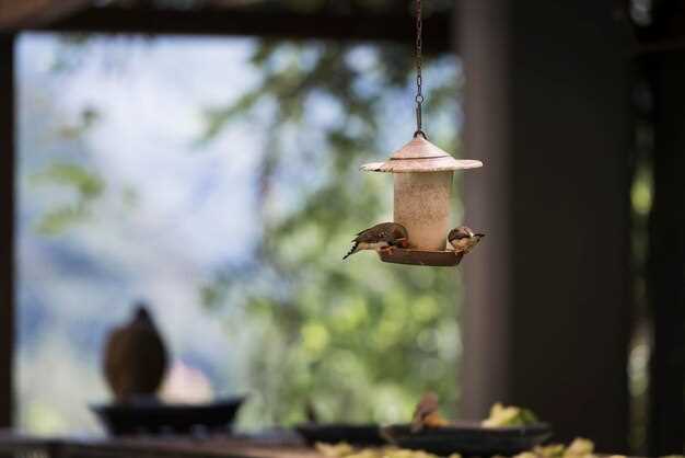 Выбор подходящих кормушек для привлечения птиц