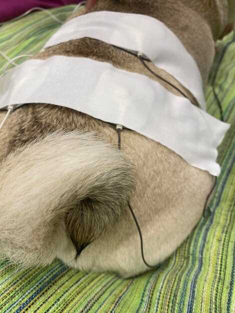 Психологическая помощь и адаптация животных в послеоперационный период