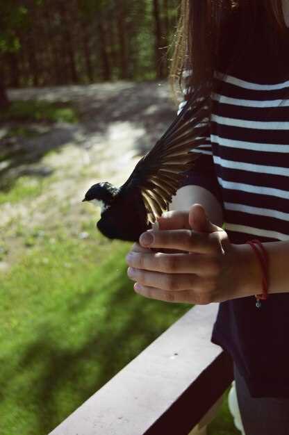 Способы ухаживания у различных видов животных