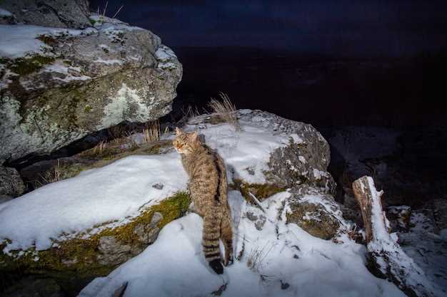 Охрана редких кошачьих и их будущее