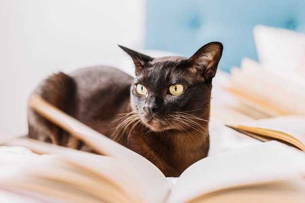 Кошки с высоким интеллектом: умные породы и их особенности