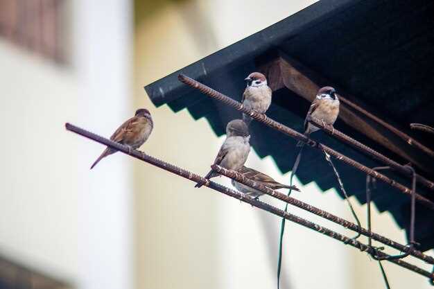 Птицы в разные сезоны и их адаптации