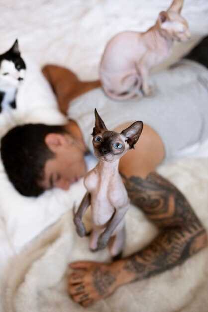 Как выбрать и купить котенка сфинкса: рекомендации и советы