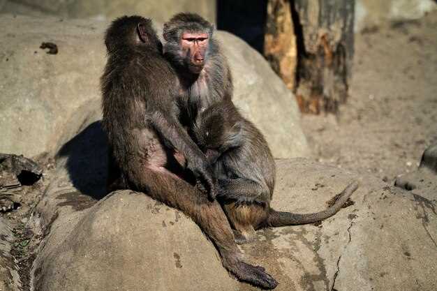 Эволюция шимпанзе и их значение для понимания человеческих корней