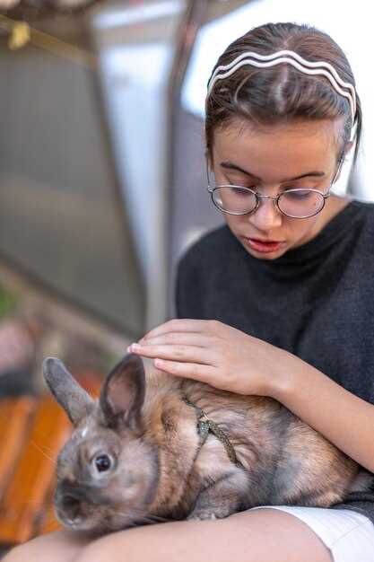 Плюсы и минусы содержания шиншилл: стоит ли заводить питомца?