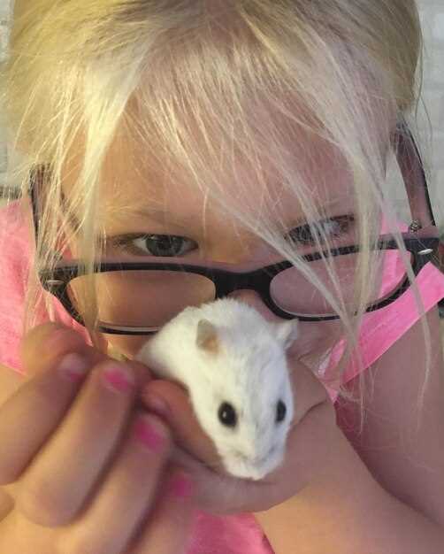 Кормление шиншилл: что нужно знать о рационе и питательных веществах