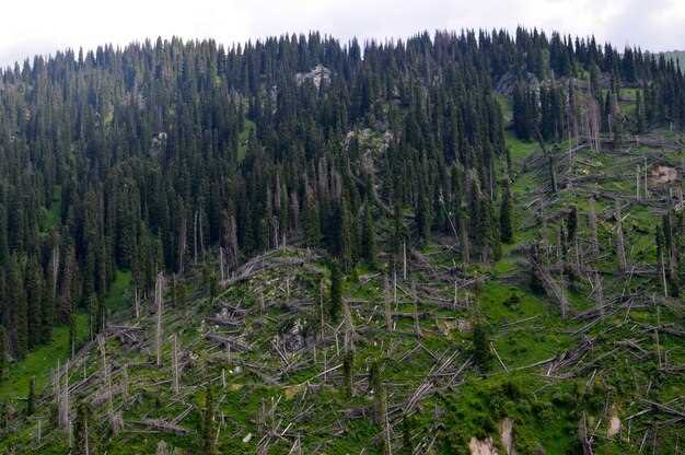 Широколиственные леса умеренного пояса
